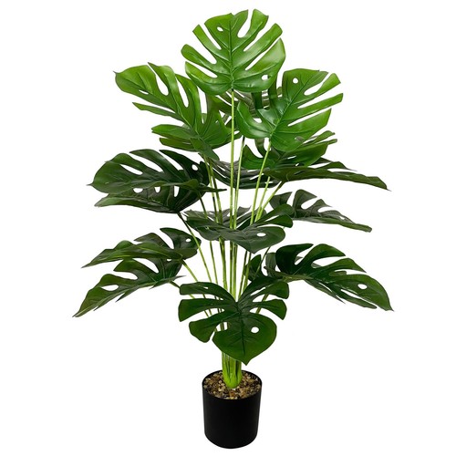 Aivoriuy piante finte - piante, da