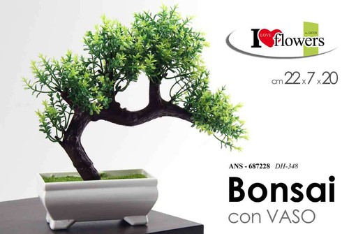 Bonsai albero pianta piantina - pianta,